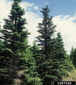 balsam woolly adelgid (Adelges piceae ) on Pacific silver fir (Abies amabilis ) - 1587068
