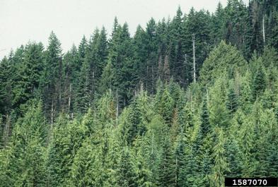 balsam woolly adelgid (Adelges piceae ) on subalpine fir (Abies lasiocarpa ) - 1587070