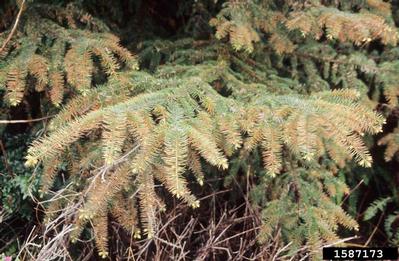 spruce aphid (Elatobium abietinum ) on Sitka spruce (Picea sitchensis ) - 1587173
