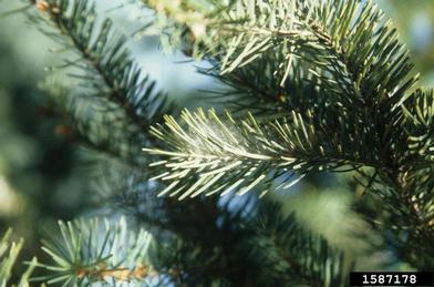 spruce spider mite (Oligonychus ununguis ) on Douglas-fir (Pseudotsuga menziesii ) - 1587178