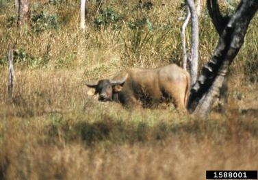 water buffalo, Bubalus bubalis  (Artiodactyla: Bovidae) - 1588001