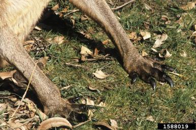 eastern grey kangaroo, Macropus giganteus  (Diprotodontia: Macropodidae) - 1588019