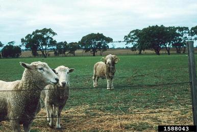 sheep, Ovis aries  (Artiodactyla: Bovidae) - 1588043