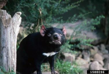 tasmanian devil, Sarcophilus harrisii  (Dasyuromorphia: Dasyuridae) - 1588096