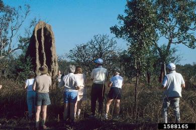 termites,    (Isoptera: ) - 1588165