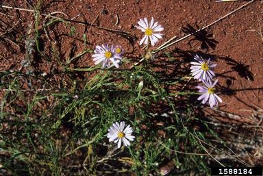 calotis, Calotis spp.  (Asterales: Asteraceae) - 1588184