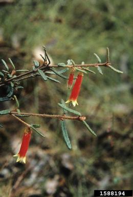 fuchsia heath, Epacris longiflora  (Ericales: Ericaceae) - 1588194