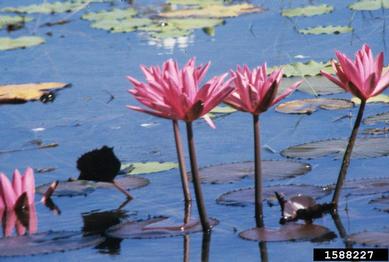 Australian water lily, Nymphaea heuelotii  (Nymphaeales: Nymphaeaceae) - 1588227
