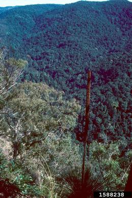 grass tree, Xanthorrhoea australis  (Asparagales: Xanthorrhoeaceae) - 1588238
