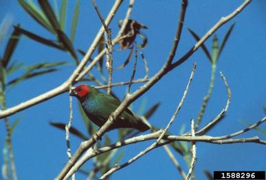 red-headed parrotfinch, Erythrura cyaneovirens  (Passeriformes: Estrildidae) - 1588296