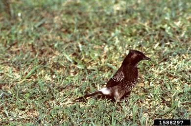 red-vented bulbul, Pycnonotus cafer  (Passeriformes: bulbuls) - 1588297