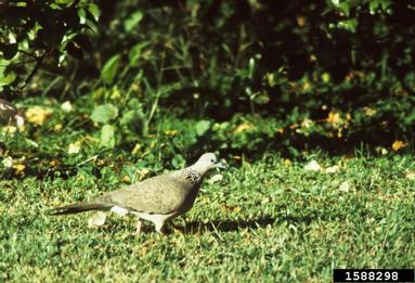 spotted dove, Streptopelia chinensis  (Columbiformes: Columbidae) - 1588298