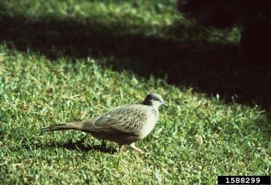 spotted dove, Streptopelia chinensis  (Columbiformes: Columbidae) - 1588299
