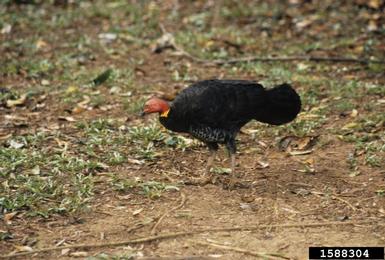 Australian brushturkey, Alectura lathami  (Craciformes: Megapodiidae) - 1588304