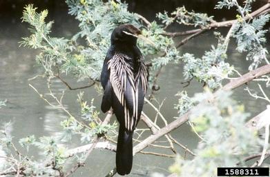 darter, Anhinga melanogaster  (Ciconiiformes: Anhingidae) - 1588311