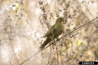 red-winged parrot, Aprosmictus erythropterus  (Psittaciformes: Psittacidae) - 1588333