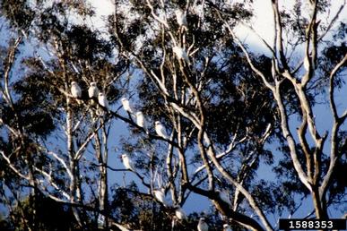 long-billed corella, Cacatua tenuirostris  (Psittaciformes: Psittacidae) - 1588353