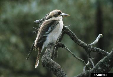 kookaburra, Dacelo novaeguineae  (Coraciiformes: Dacelonidae) - 1588388