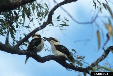 kookaburra, Dacelo novaeguineae  (Coraciiformes: Dacelonidae) - 1588394