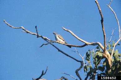 bar-shouldered dove, Geopelia humeralis  (Columbiformes: Columbidae) - 1588452