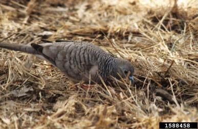 peaceful dove, Geopelia placida  (Columbiformes: Columbidae) - 1588458
