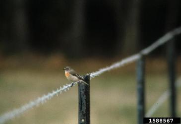 Pacific robin, Petroica multicolor  (Passeriformes: Petroicidae) - 1588567