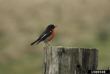 Pacific robin, Petroica multicolor  (Passeriformes: Petroicidae) - 1588568