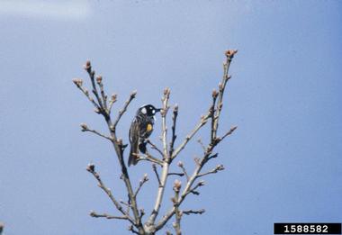 new holland honeyeater, Phylidonyris novaehollandiae  (Passeriformes: Meliphagidae) - 1588582