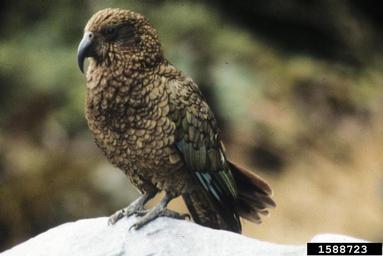 kea, Nestor notabilis  (Psittaciformes: Psittacidae) - 1588723