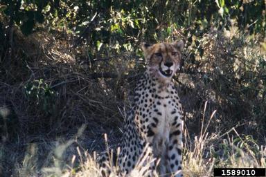 cheetah, Acinonyx jubatus  (Carnivora: Felidae) - 1589010