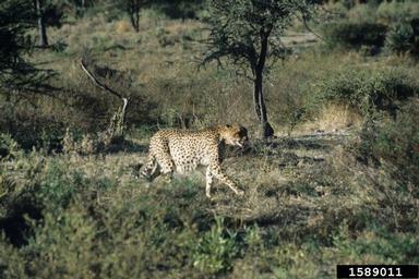 cheetah, Acinonyx jubatus  (Carnivora: Felidae) - 1589011