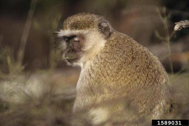 vervet monkey, Chlorocebus aethiops  (Primates: Cercopithecidae) - 1589031