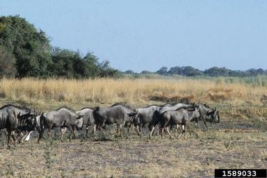 wildebeest, Connochaetes taurinus  (Artiodactyla: Bovidae) - 1589033
