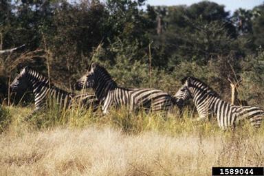 Plains zebra, Equus burchellii  (Perissodactyla: Equidae) - 1589044
