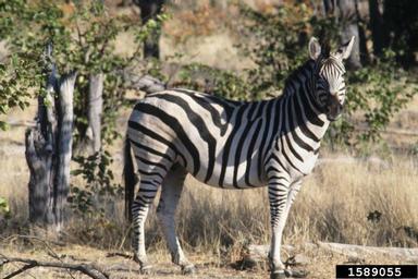 Plains zebra, Equus burchellii  (Perissodactyla: Equidae) - 1589055