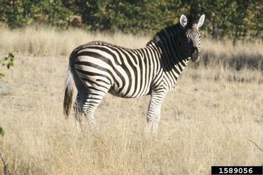 Plains zebra, Equus burchellii  (Perissodactyla: Equidae) - 1589056