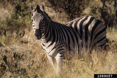 Plains zebra, Equus burchellii  (Perissodactyla: Equidae) - 1589057