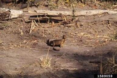 slender mongoose, Galerella sanguinea  (Carnivora: Herpestidae) - 1589059