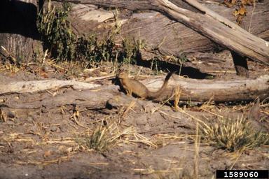 slender mongoose, Galerella sanguinea  (Carnivora: Herpestidae) - 1589060