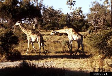 giraffe, Giraffa camelopardalis  (Artiodactyla: Giraffidae) - 1589074