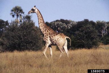 giraffe, Giraffa camelopardalis  (Artiodactyla: Giraffidae) - 1589075