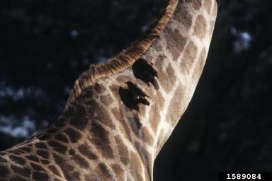 giraffe, Giraffa camelopardalis  (Artiodactyla: Giraffidae) - 1589084
