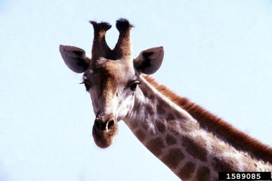 giraffe, Giraffa camelopardalis  (Artiodactyla: Giraffidae) - 1589085
