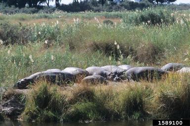 hippopotamus, Hippopotamus amphibius  (Artiodactyla: Hippopotamidae) - 1589100