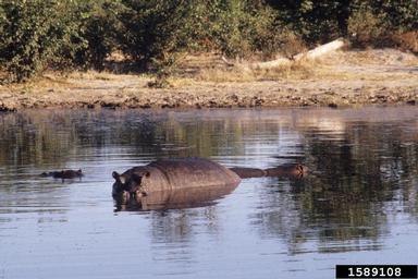 hippopotamus, Hippopotamus amphibius  (Artiodactyla: Hippopotamidae) - 1589108