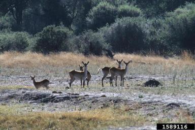 red lechwe, Kobus leche leche (Artiodactyla: Bovidae) - 1589116