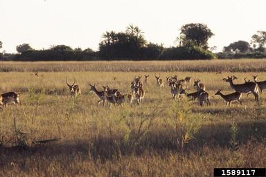 red lechwe, Kobus leche leche (Artiodactyla: Bovidae) - 1589117