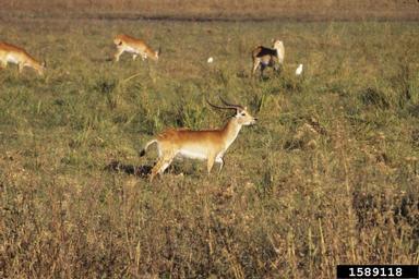 red lechwe, Kobus leche leche (Artiodactyla: Bovidae) - 1589118