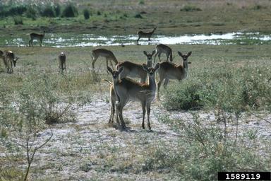 red lechwe, Kobus leche leche (Artiodactyla: Bovidae) - 1589119