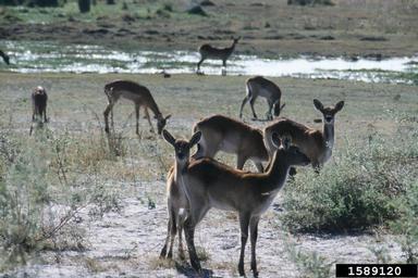 red lechwe, Kobus leche leche (Artiodactyla: Bovidae) - 1589120